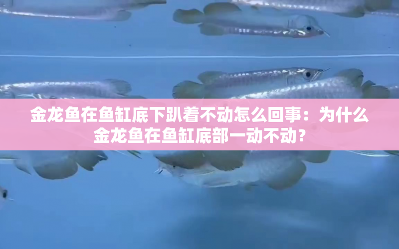 金龍魚在魚缸底下趴著不動(dòng)怎么回事：為什么金龍魚在魚缸底部一動(dòng)不動(dòng)？ 水族問(wèn)答 第2張