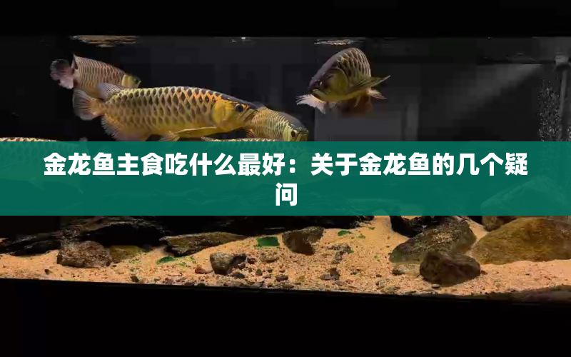 金龍魚主食吃什么最好：關(guān)于金龍魚的幾個疑問 水族問答 第1張