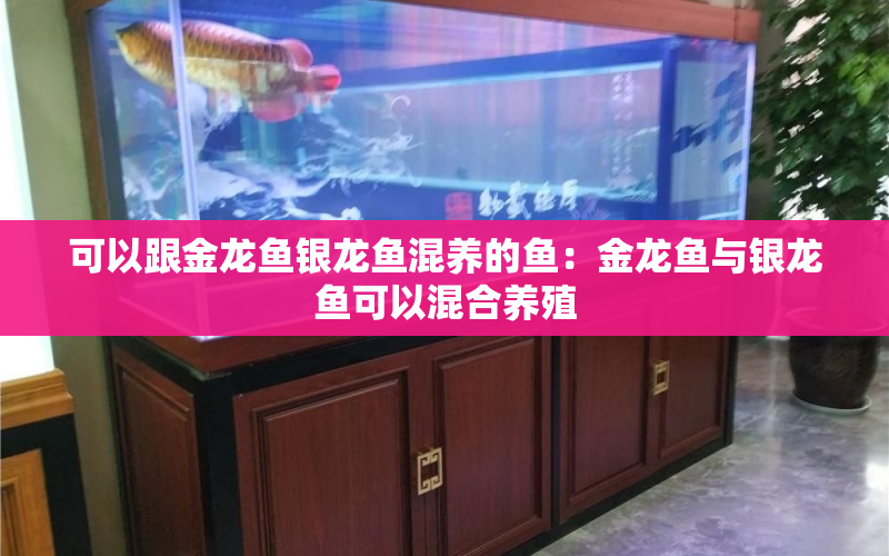 可以跟金龍魚銀龍魚混養(yǎng)的魚：金龍魚與銀龍魚可以混合養(yǎng)殖 水族問答 第1張