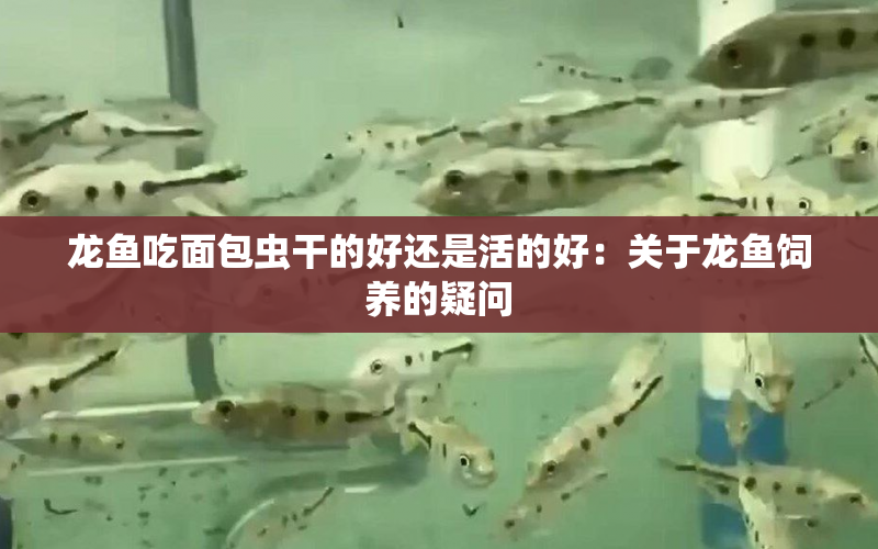 龍魚(yú)吃面包蟲(chóng)干的好還是活的好：關(guān)于龍魚(yú)飼養(yǎng)的疑問(wèn) 水族問(wèn)答 第1張