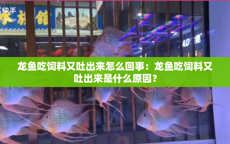 龍魚吃飼料又吐出來怎么回事：龍魚吃飼料又吐出來是什么原因？ 水族問答 第1張