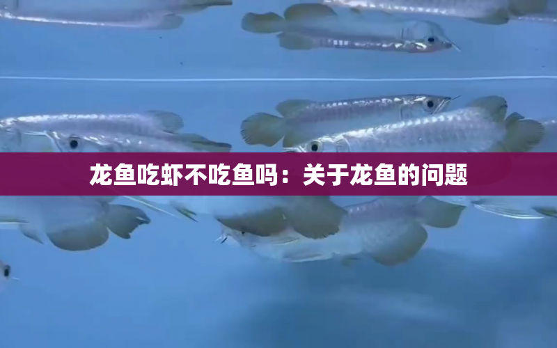 龍魚吃蝦不吃魚嗎：關(guān)于龍魚的問題 水族問答 第1張