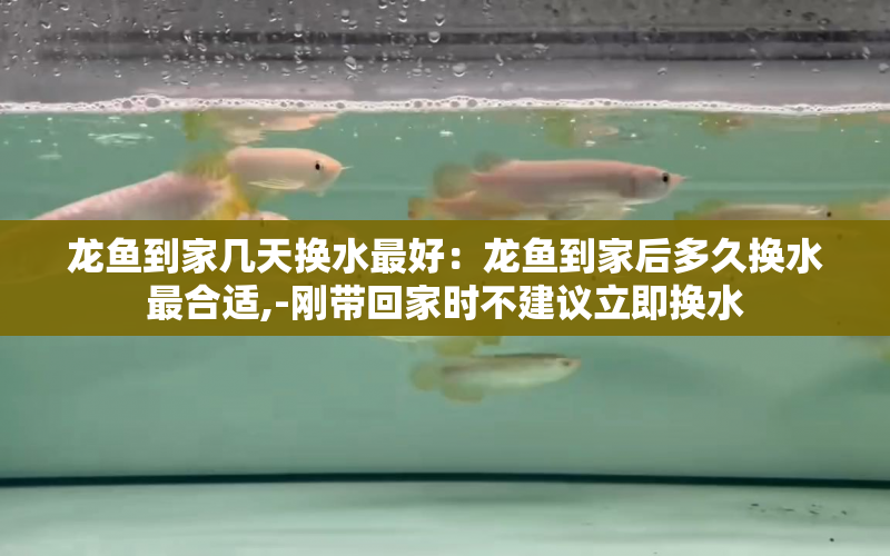 龍魚到家?guī)滋鞊Q水最好：龍魚到家后多久換水最合適,-剛帶回家時(shí)不建議立即換水 水族問答 第1張