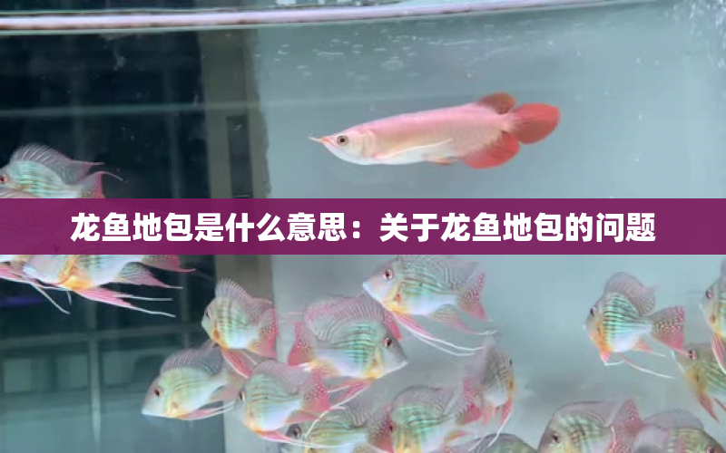 龍魚地包是什么意思：關(guān)于龍魚地包的問題 水族問答 第1張