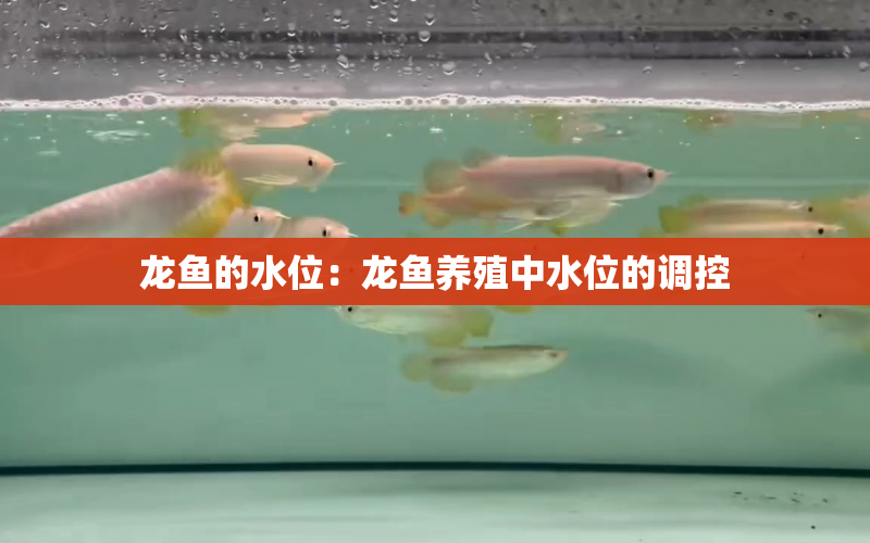 龍魚的水位：龍魚養(yǎng)殖中水位的調(diào)控 水族問答 第1張