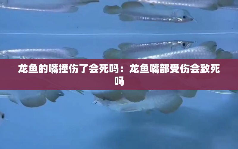 龍魚的嘴撞傷了會(huì)死嗎：龍魚嘴部受傷會(huì)致死嗎 水族問答 第1張