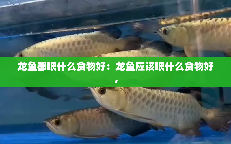 龍魚都喂什么食物好：龍魚應(yīng)該喂什么食物好， 水族問答 第1張