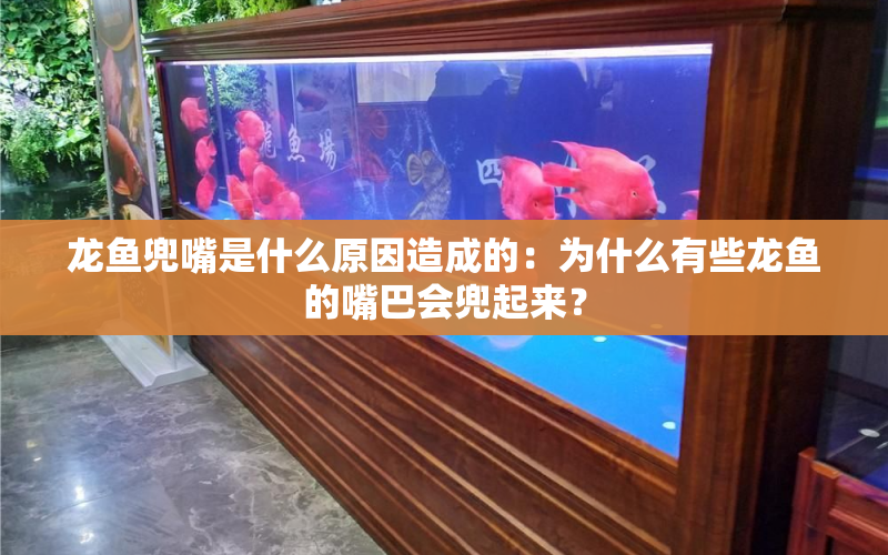 龍魚兜嘴是什么原因造成的：為什么有些龍魚的嘴巴會兜起來？ 水族問答 第1張