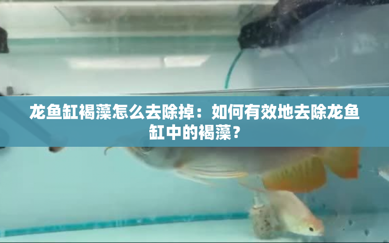 龍魚缸褐藻怎么去除掉：如何有效地去除龍魚缸中的褐藻？ 水族問答 第1張