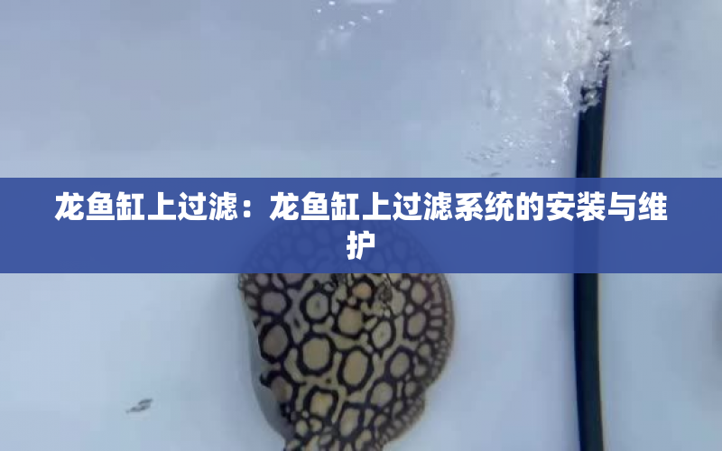 龍魚缸上過濾：龍魚缸上過濾系統(tǒng)的安裝與維護(hù) 水族問答 第2張