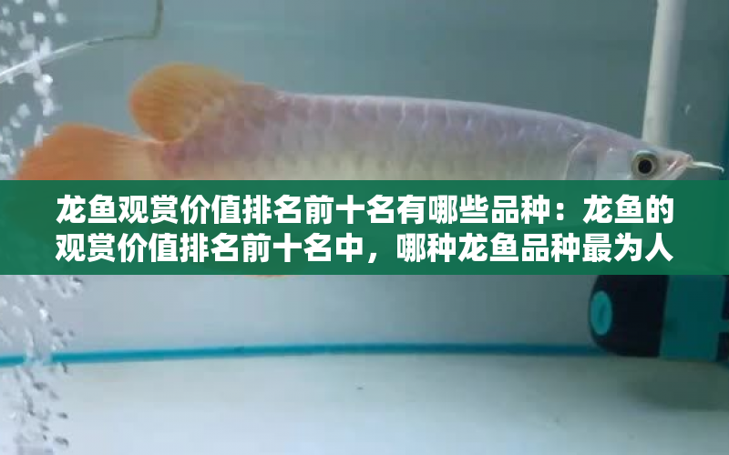 龍魚觀賞價值排名前十名有哪些品種：龍魚的觀賞價值排名前十名中，哪種龍魚品種最為人熟知？ 水族問答 第1張