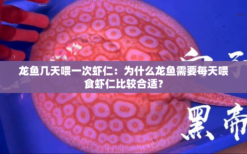 龍魚(yú)幾天喂一次蝦仁：為什么龍魚(yú)需要每天喂食蝦仁比較合適？ 水族問(wèn)答 第1張