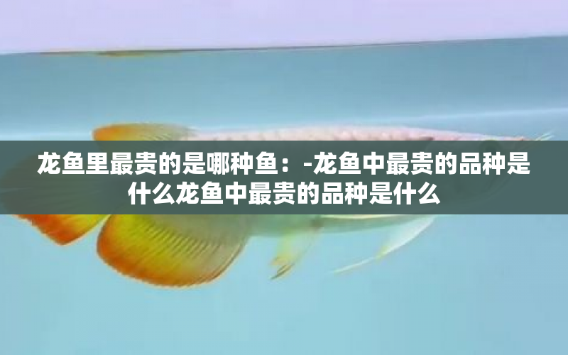 龍魚里最貴的是哪種魚：-龍魚中最貴的品種是什么龍魚中最貴的品種是什么 水族問答 第1張