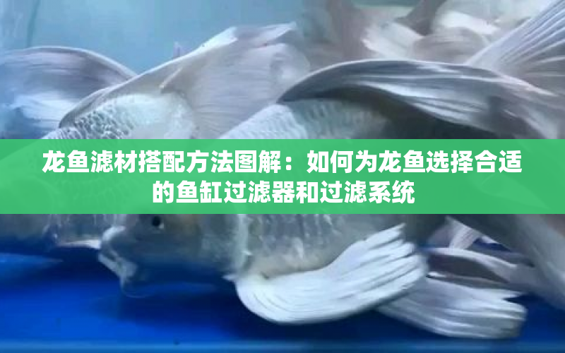 龍魚濾材搭配方法圖解：如何為龍魚選擇合適的魚缸過濾器和過濾系統(tǒng) 水族問答 第2張