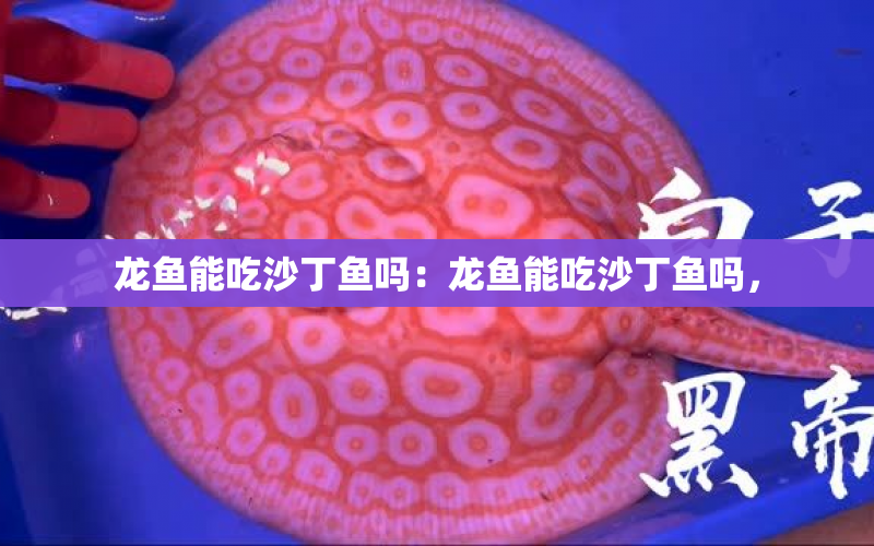 龍魚能吃沙丁魚嗎：龍魚能吃沙丁魚嗎， 水族問答 第1張