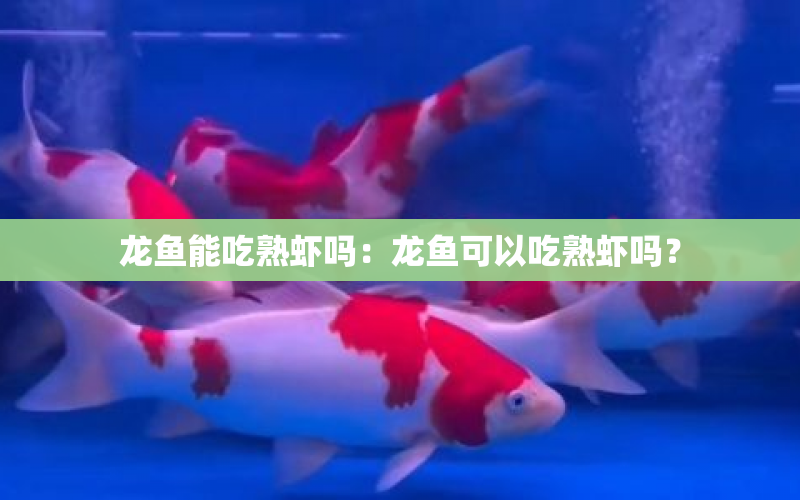 龍魚(yú)能吃熟蝦嗎：龍魚(yú)可以吃熟蝦嗎？ 水族問(wèn)答 第1張