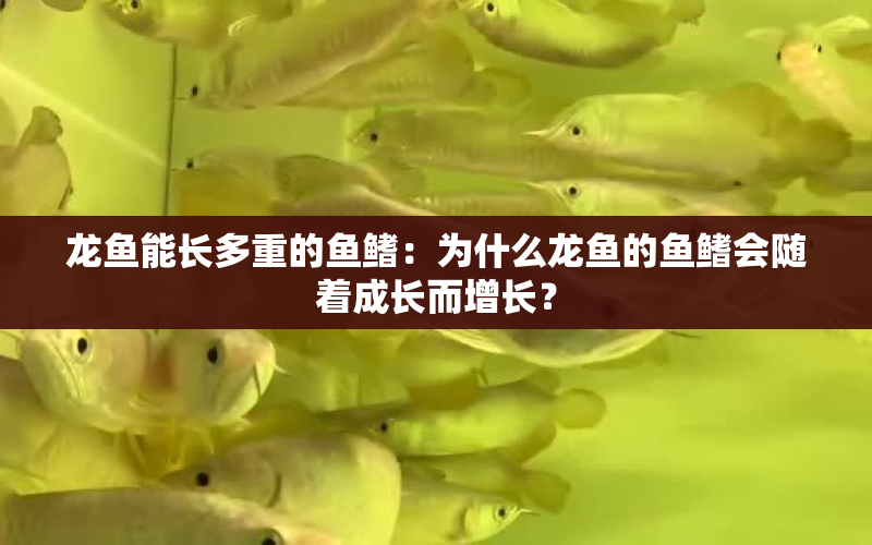 龍魚能長多重的魚鰭：為什么龍魚的魚鰭會隨著成長而增長？ 水族問答 第1張