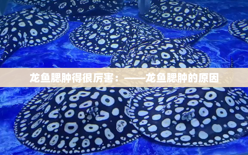 龍魚腮腫得很厲害：——龍魚腮腫的原因 水族問答 第1張