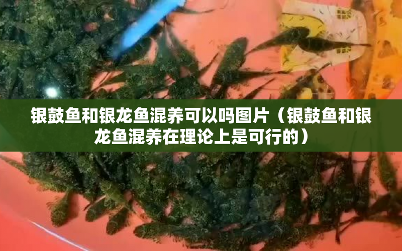 銀鼓魚和銀龍魚混養(yǎng)可以嗎圖片（銀鼓魚和銀龍魚混養(yǎng)在理論上是可行的） 水族問(wèn)答 第1張