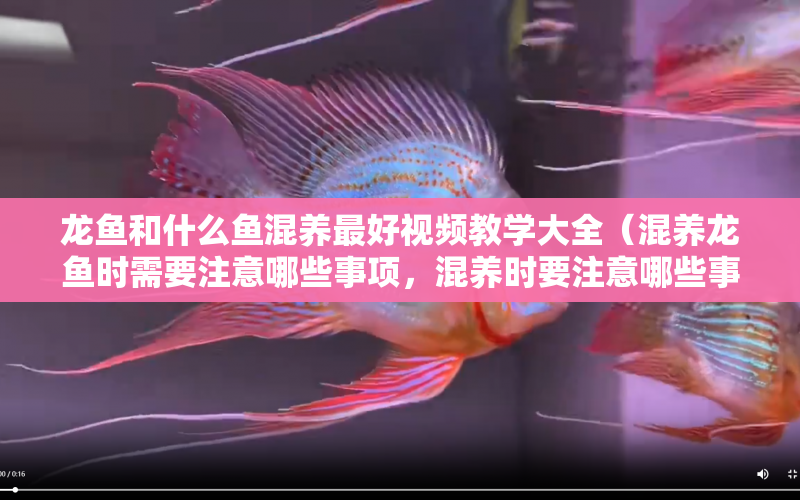 龍魚和什么魚混養(yǎng)最好視頻教學(xué)大全（混養(yǎng)龍魚時(shí)需要注意哪些事項(xiàng)，混養(yǎng)時(shí)要注意哪些事項(xiàng)） 水族問答 第1張