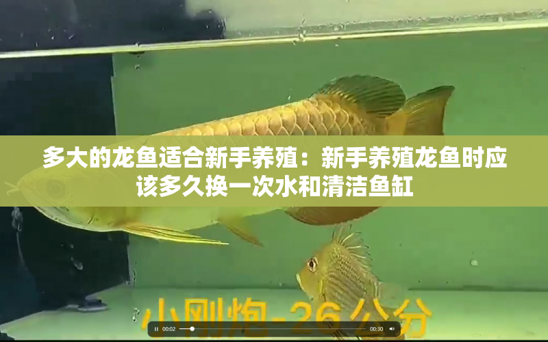 多大的龍魚適合新手養(yǎng)殖：新手養(yǎng)殖龍魚時(shí)應(yīng)該多久換一次水和清潔魚缸 水族問答 第2張