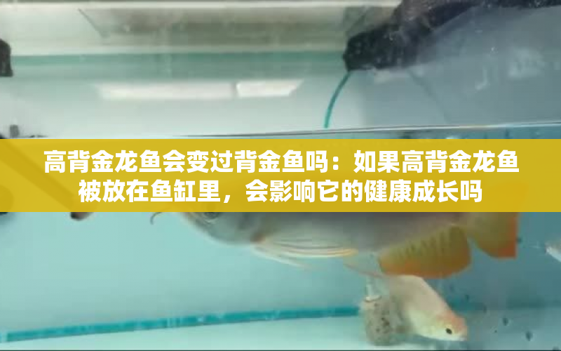 高背金龍魚會變過背金魚嗎：如果高背金龍魚被放在魚缸里，會影響它的健康成長嗎 水族問答 第2張