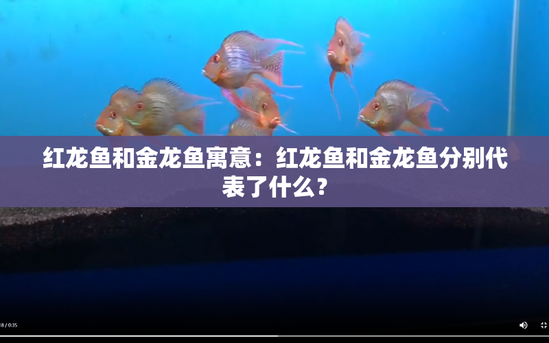 紅龍魚和金龍魚寓意：紅龍魚和金龍魚分別代表了什么？ 水族問答 第1張