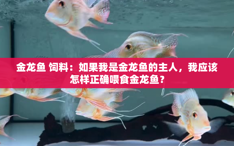 金龍魚 飼料：如果我是金龍魚的主人，我應(yīng)該怎樣正確喂食金龍魚？ 水族問答 第1張