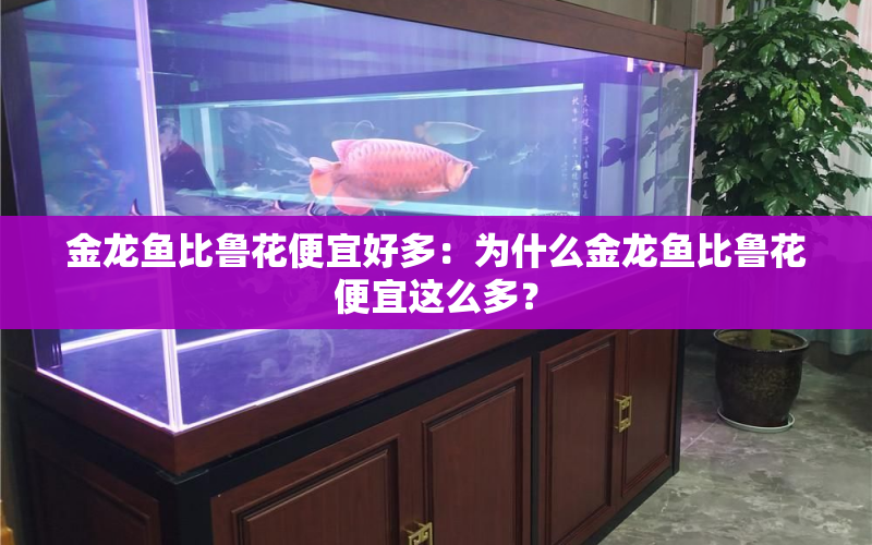 金龍魚比魯花便宜好多：為什么金龍魚比魯花便宜這么多？ 水族問答 第1張