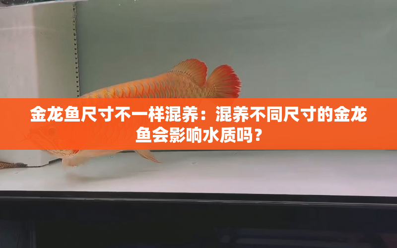 金龍魚尺寸不一樣混養(yǎng)：混養(yǎng)不同尺寸的金龍魚會影響水質(zhì)嗎？ 水族問答