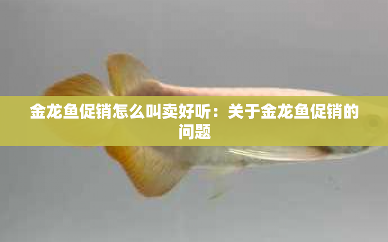 金龍魚促銷怎么叫賣好聽：關(guān)于金龍魚促銷的問題 水族問答 第2張