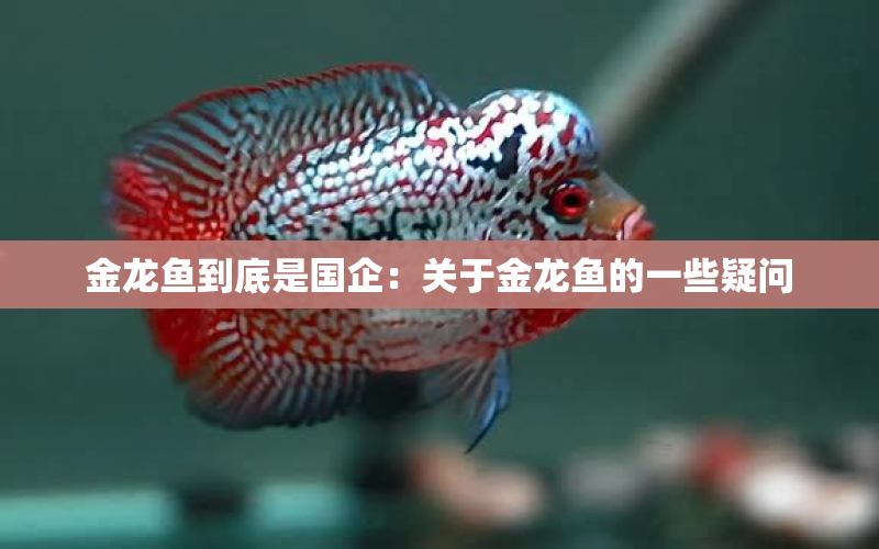 金龍魚到底是國企：關(guān)于金龍魚的一些疑問 水族問答 第1張