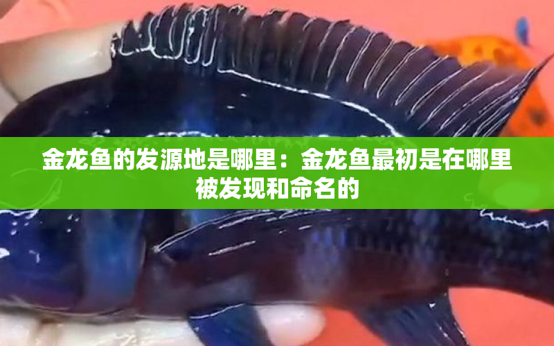 金龍魚的發(fā)源地是哪里：金龍魚最初是在哪里被發(fā)現(xiàn)和命名的 水族問答 第1張