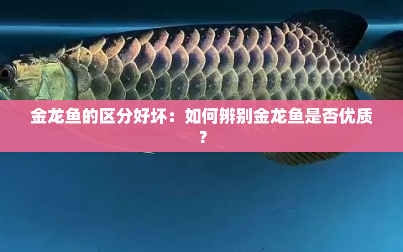 金龍魚的區(qū)分好壞：如何辨別金龍魚是否優(yōu)質(zhì)？ 水族問(wèn)答 第2張