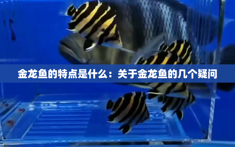 金龍魚的特點(diǎn)是什么：關(guān)于金龍魚的幾個疑問 水族問答 第1張