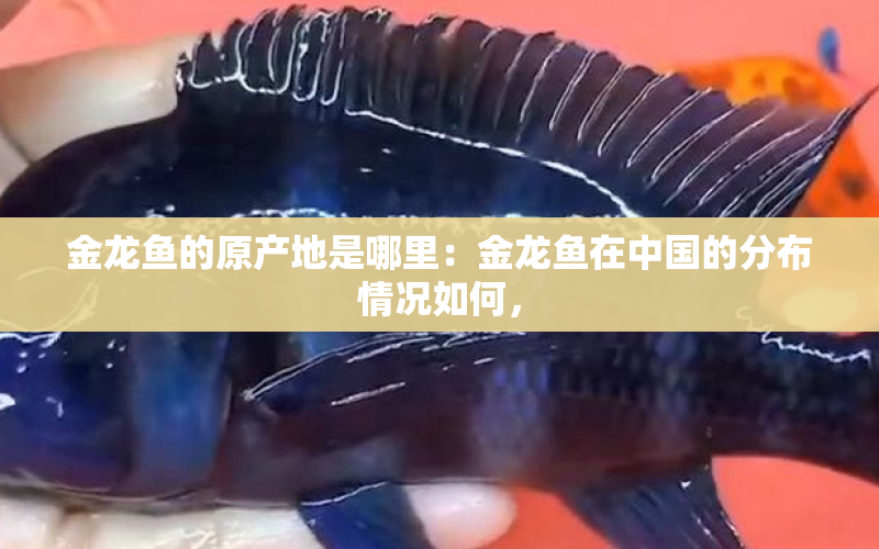 金龍魚的原產(chǎn)地是哪里：金龍魚在中國的分布情況如何， 水族問答 第1張