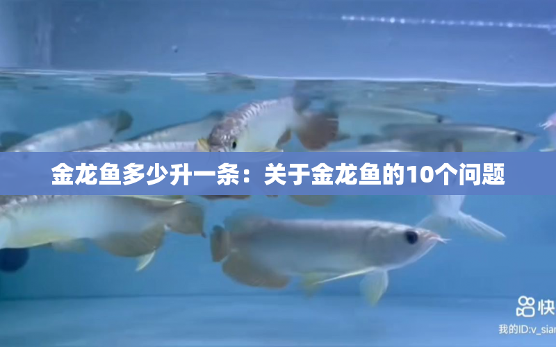 金龍魚多少升一條：關(guān)于金龍魚的10個(gè)問(wèn)題 水族問(wèn)答 第1張