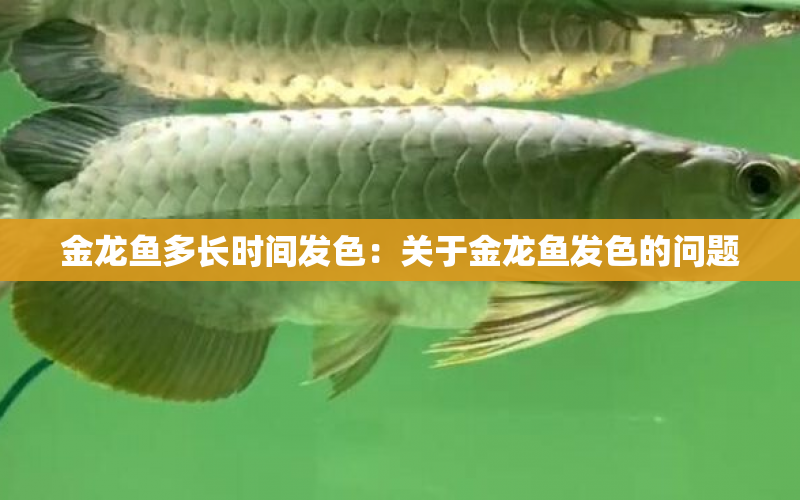 金龍魚(yú)多長(zhǎng)時(shí)間發(fā)色：關(guān)于金龍魚(yú)發(fā)色的問(wèn)題 水族問(wèn)答 第2張