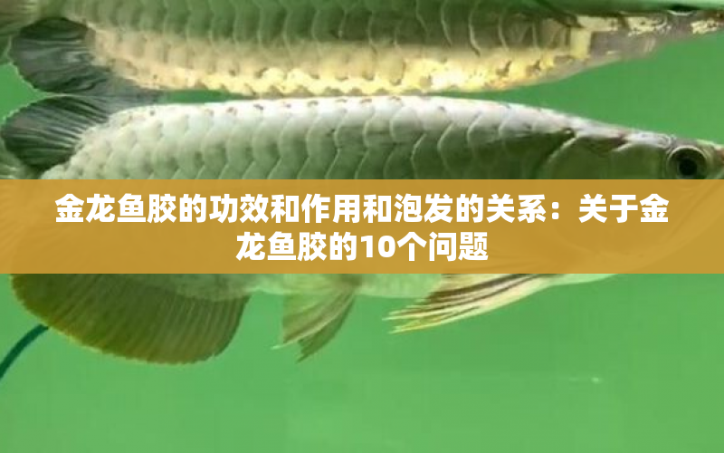 金龍魚膠的功效和作用和泡發(fā)的關(guān)系：關(guān)于金龍魚膠的10個(gè)問題 水族問答 第2張