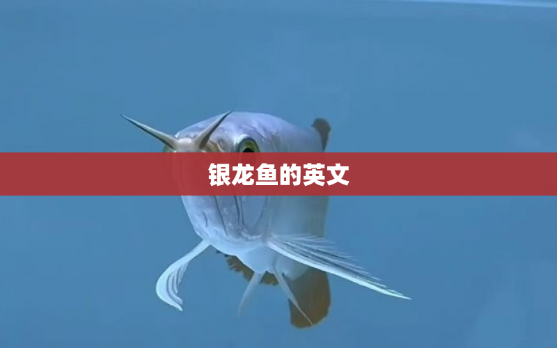 銀龍魚的英文 水族問答