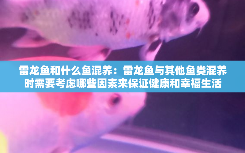 雷龍魚和什么魚混養(yǎng)：雷龍魚與其他魚類混養(yǎng)時(shí)需要考慮哪些因素來保證健康和幸福生活 水族問答