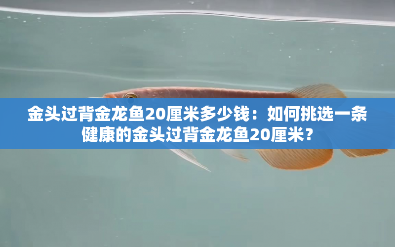 金頭過背金龍魚20厘米多少錢：如何挑選一條健康的金頭過背金龍魚20厘米？ 水族問答