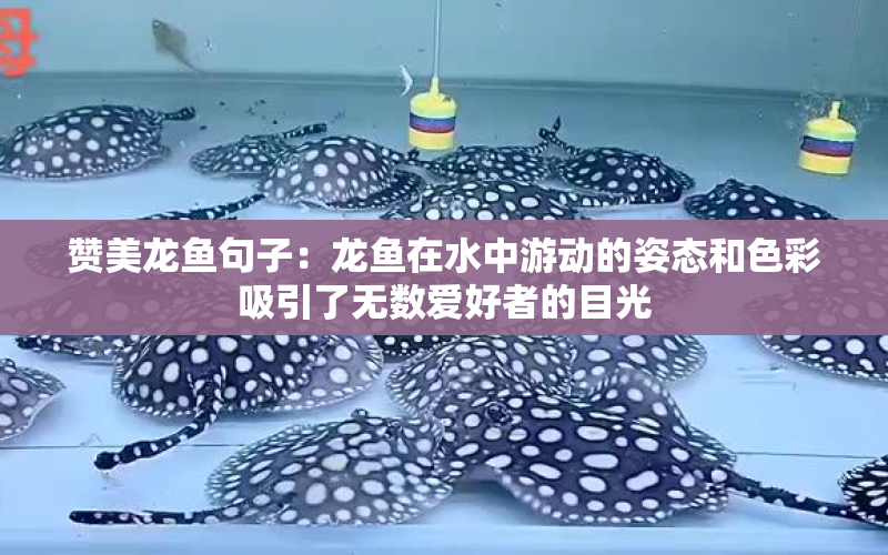 贊美龍魚句子：龍魚在水中游動的姿態(tài)和色彩吸引了無數(shù)愛好者的目光 水族問答 第2張