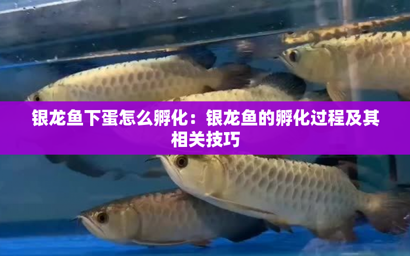 銀龍魚下蛋怎么孵化：銀龍魚的孵化過程及其相關技巧 水族問答 第1張