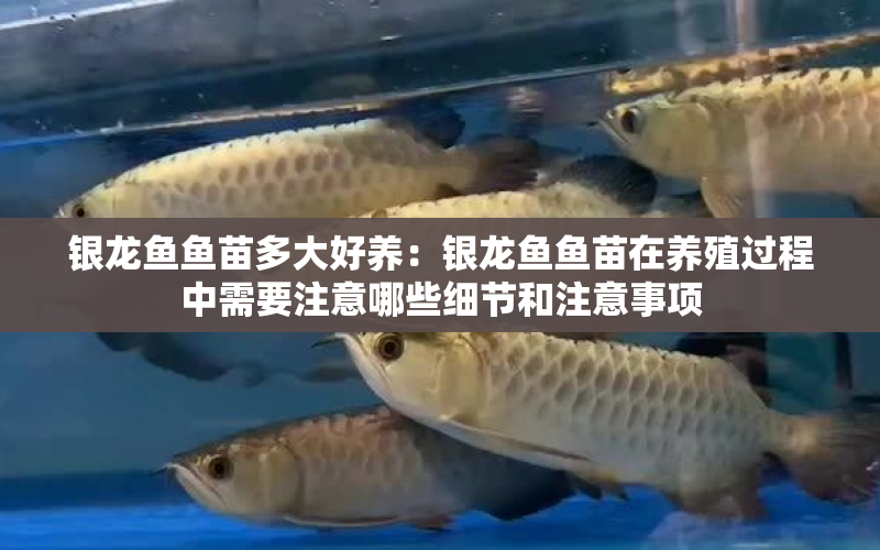 銀龍魚魚苗多大好養(yǎng)：銀龍魚魚苗在養(yǎng)殖過程中需要注意哪些細(xì)節(jié)和注意事項(xiàng) 水族問答 第2張