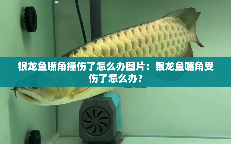 銀龍魚嘴角撞傷了怎么辦圖片：銀龍魚嘴角受傷了怎么辦？ 水族問答 第1張