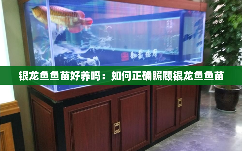 銀龍魚魚苗好養(yǎng)嗎：如何正確照顧銀龍魚魚苗 水族問答