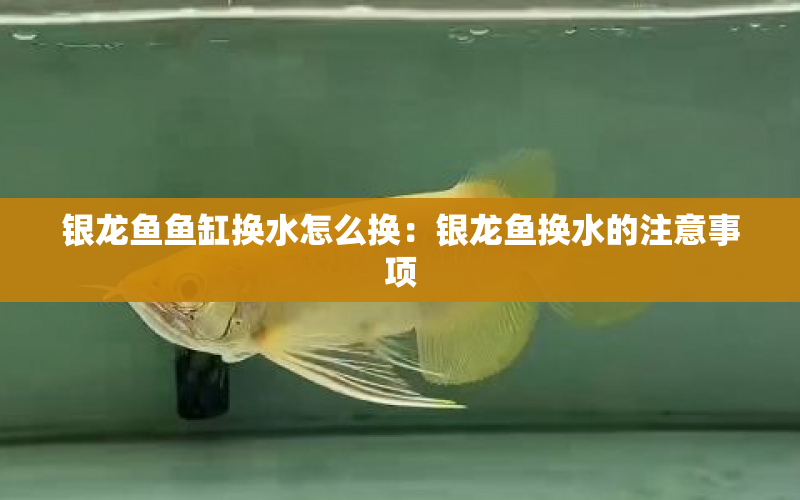 銀龍魚魚缸換水怎么換：銀龍魚換水的注意事項 水族問答