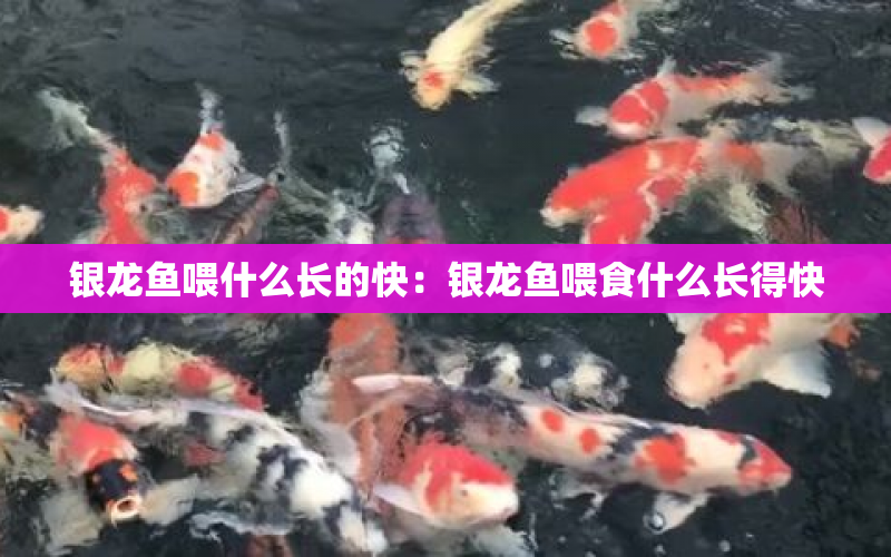 銀龍魚喂什么長的快：銀龍魚喂食什么長得快 水族問答