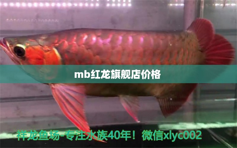 mb紅龍旗艦店價格  斑馬狗頭魚